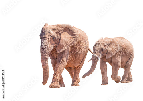 African Elephant mother and calf, isolated in white