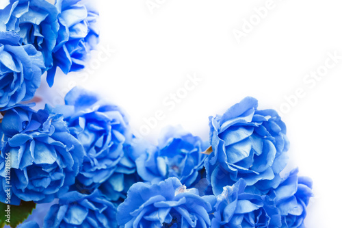 background with blue roses isolated on white.