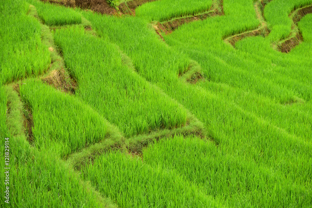 Green terraced rice field
