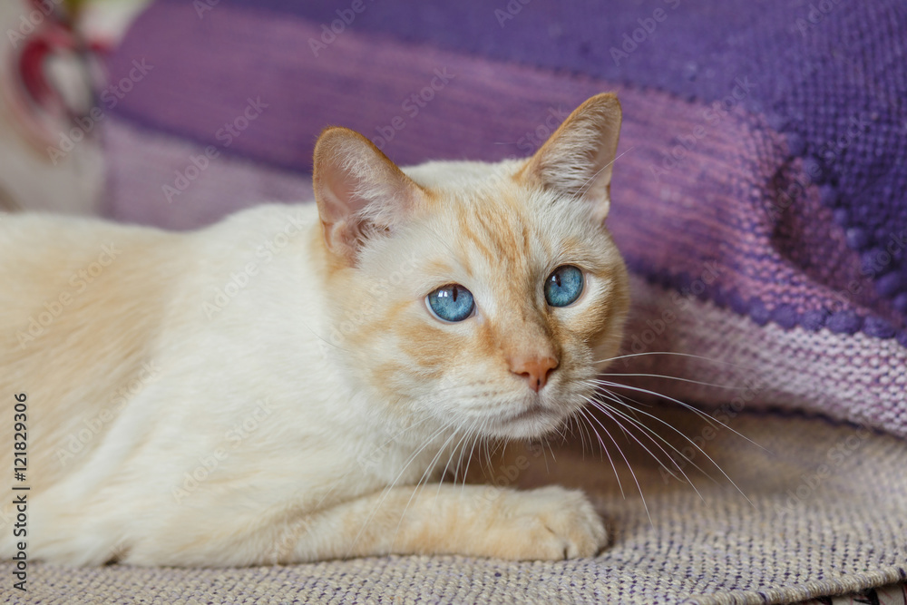 ginger cat with blue eyes