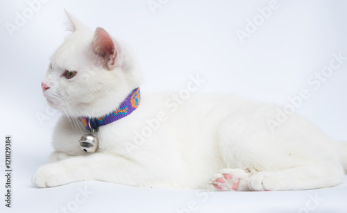 white cat on white background