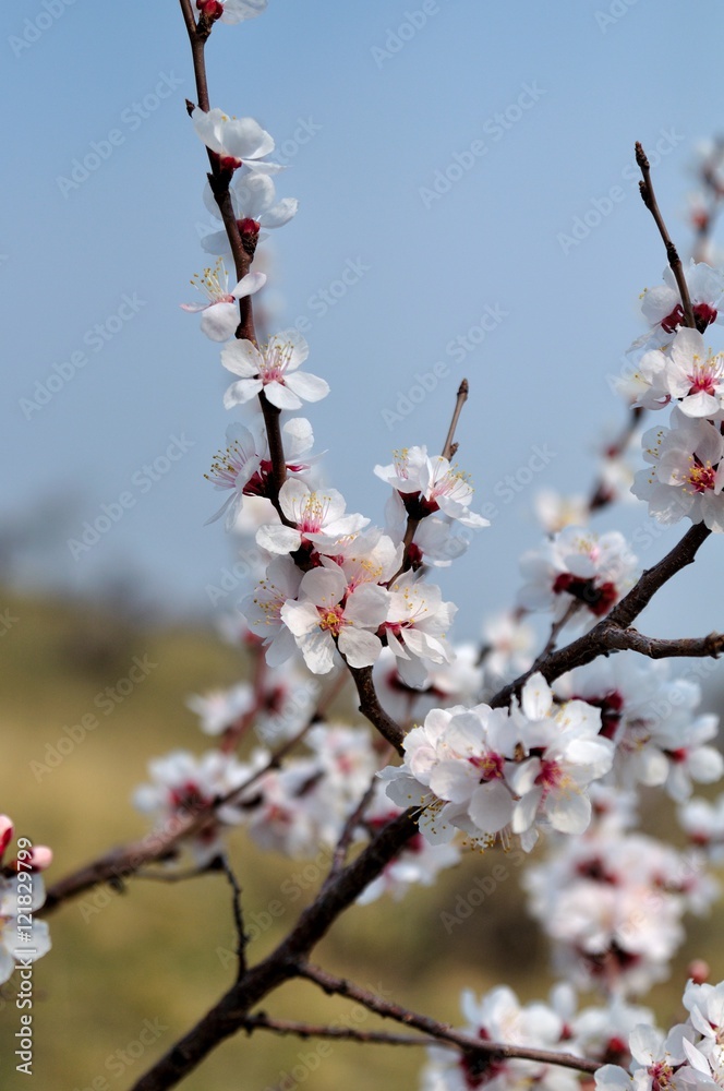 Soft photo of White-pink cherry blossom. Bokeh Soft photo of White-pink cherry blossom. Bokeh