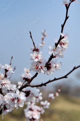 Soft photo of White-pink cherry blossom. Bokeh