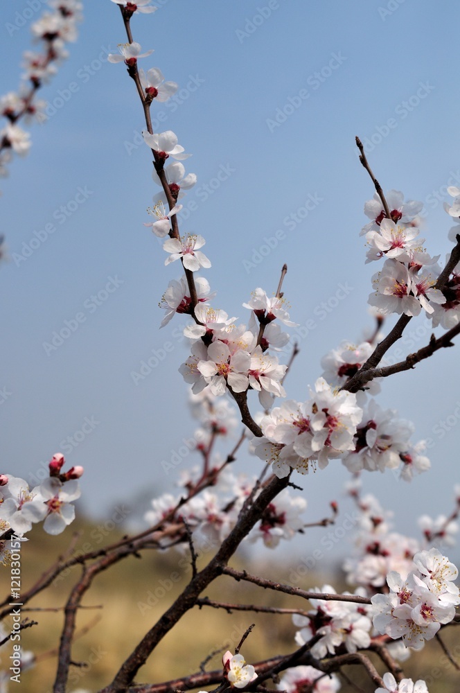 Soft photo of White-pink cherry blossom. Bokeh