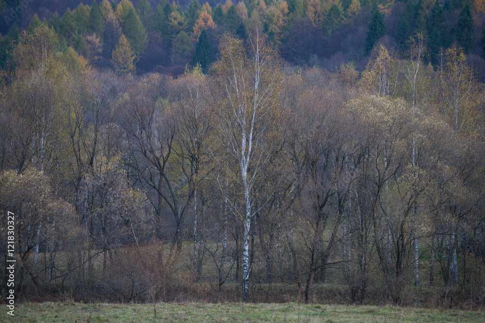 Jesienny las w Bieszczadach - Otryt