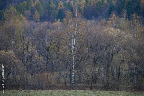 Fototapeta Naklejka Na Ścianę i Meble -  Jesienny las w Bieszczadach - Otryt