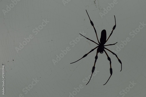 Silhouette of a large spider