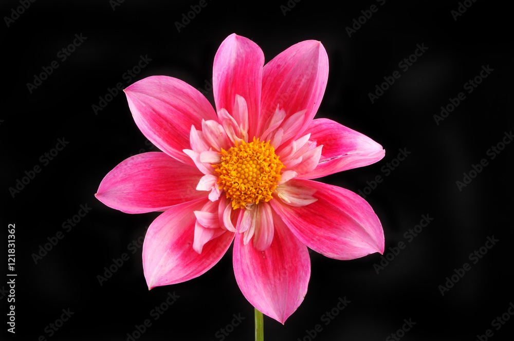 Dahlia isolated against black Dahlia isolated against black