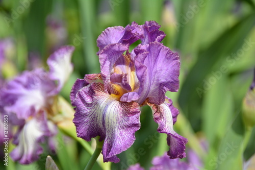 Beautiful violet iris in the garden 