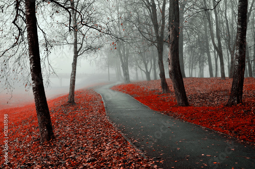 Misty autumn view of autumn park alley in heavy fog - foggy autumn landscape with bare autumn trees and red fallen leaves