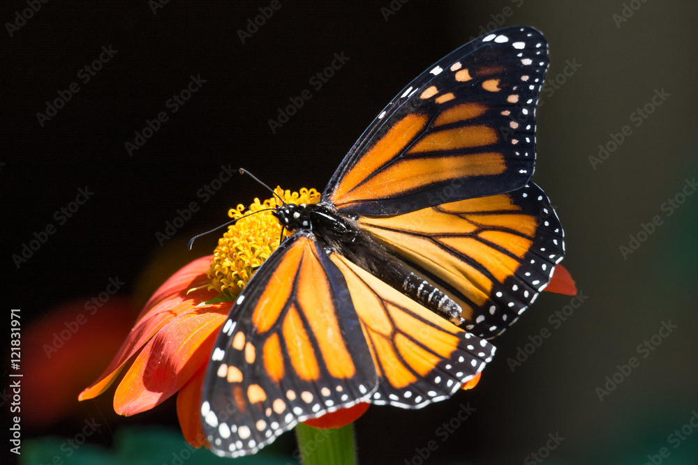 Fototapeta premium Monarch Butterfly