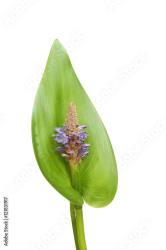 Pontederia flower and leaf photo