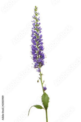 Speedwell flowers and foliage