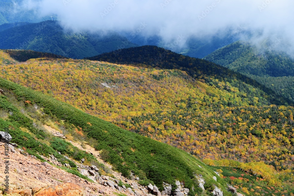 Fototapeta premium 乗鞍エコーライン 紅葉