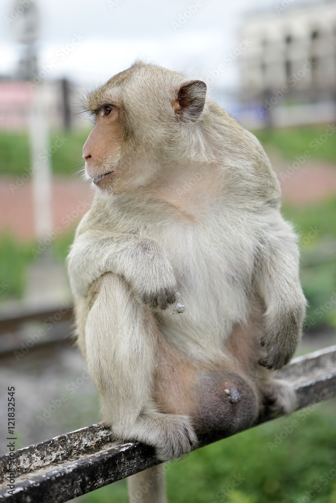 Obraz premium monkey