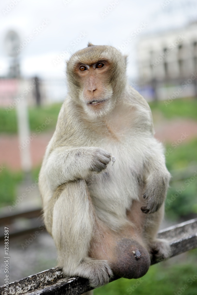 Naklejka premium Monkey 3