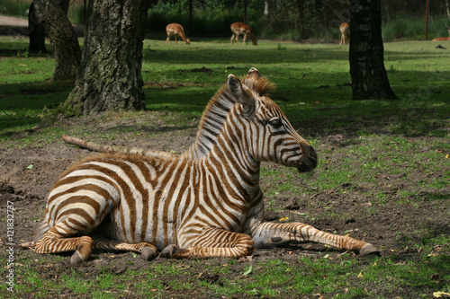 Foal of a plains zebra