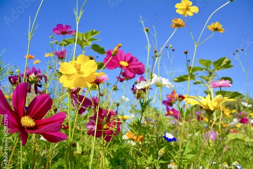 Gru  karte - bunte Blumenwiese - Sommerblumen