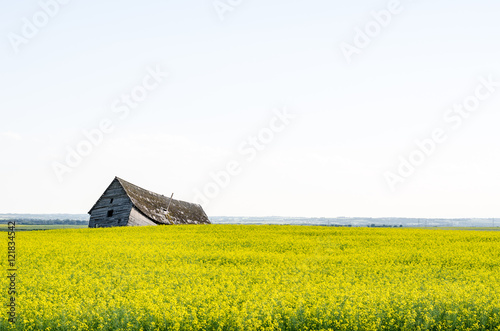 Canola Field