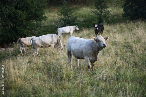 Fototapeta Naklejka Na Ścianę i Meble -  White cows on a meadow
