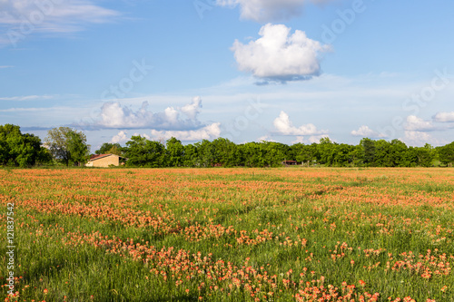 Wildflower - Indian paintbrush field and farmland.