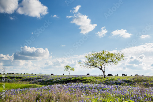 Texas Bluebonnet filed and farmland in Ennis