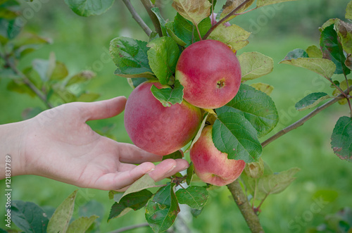 Juicy apple in the garden photo