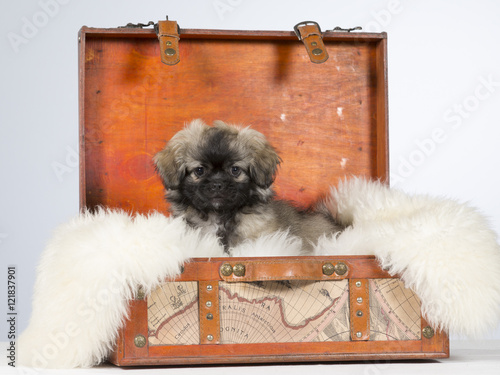 Fotografie Tibetan spaniel puppy portrait