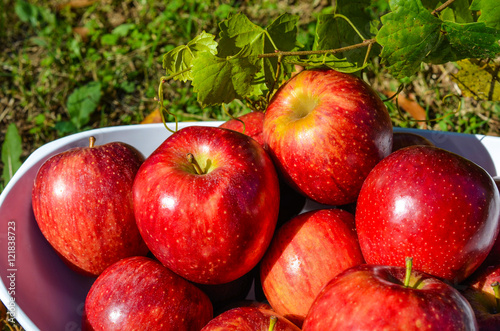 Fresh crisp red autumn apples. Delicious, healthy and nutritious fruit displayed in outdoor setting. 