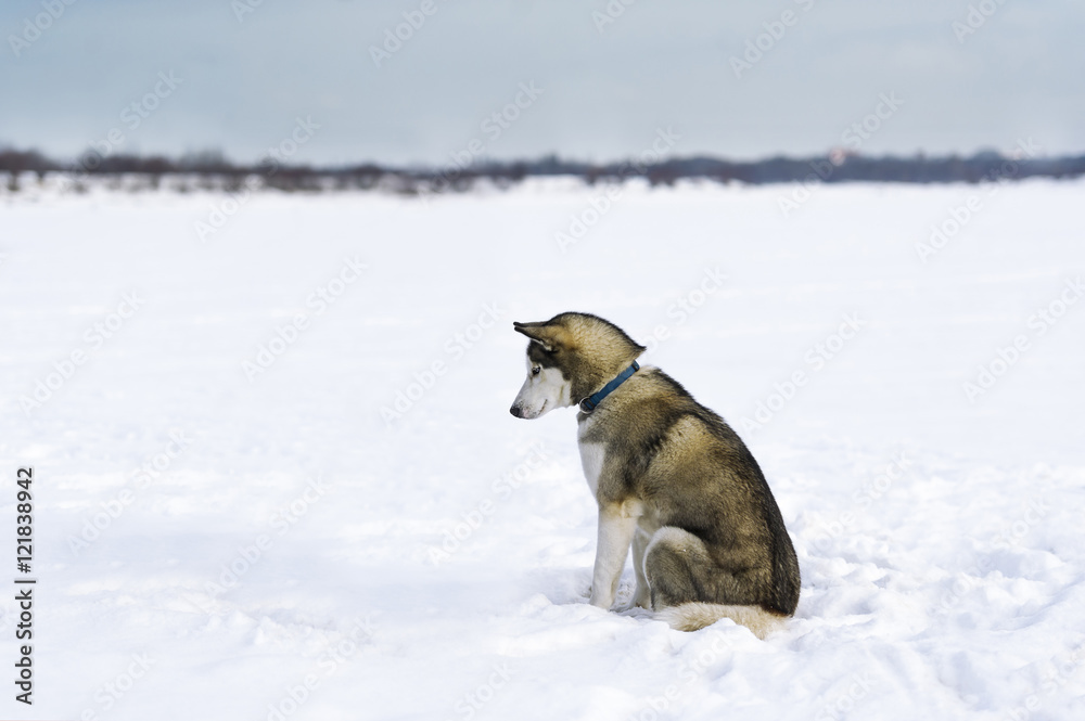 Siberian husky dog sitting in the snow Siberian husky dog sitting in the snow