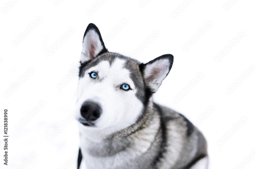 Siberian husky dog closeup portrait Siberian husky dog closeup portrait