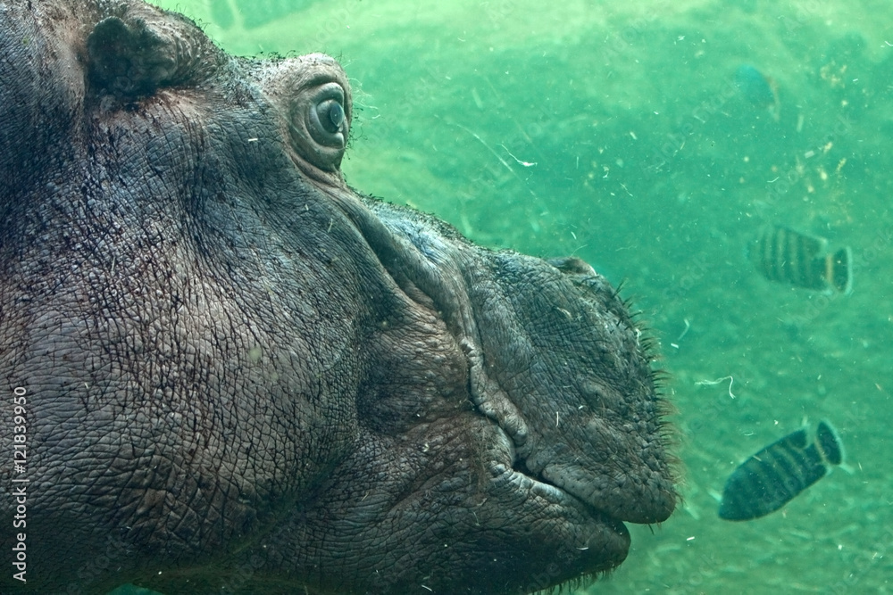 Fototapeta premium Hippo underwater. Common hippopotamus, or hippo (Hippopotamus amphibius).