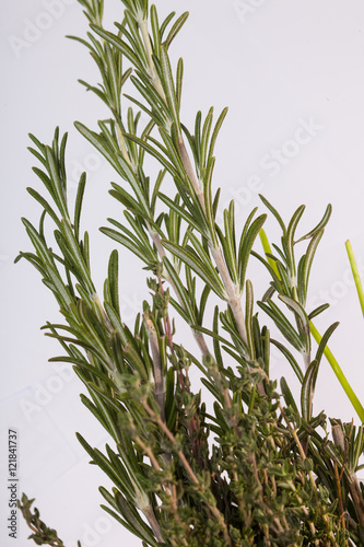 Fototapeta Naklejka Na Ścianę i Meble -  Rosemary and thyme on white background