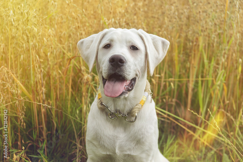 reinrassiger weißer labrador retriever Hundmit hübschen Gesicht - Welpe