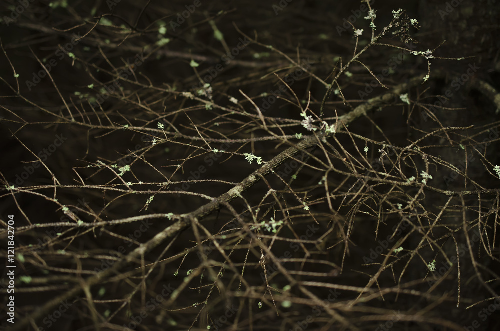 dried twigs and branch wood on dark background, forest dried twigs and branch wood on dark background, forest