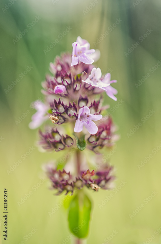 Obraz premium bud of wild flower macro