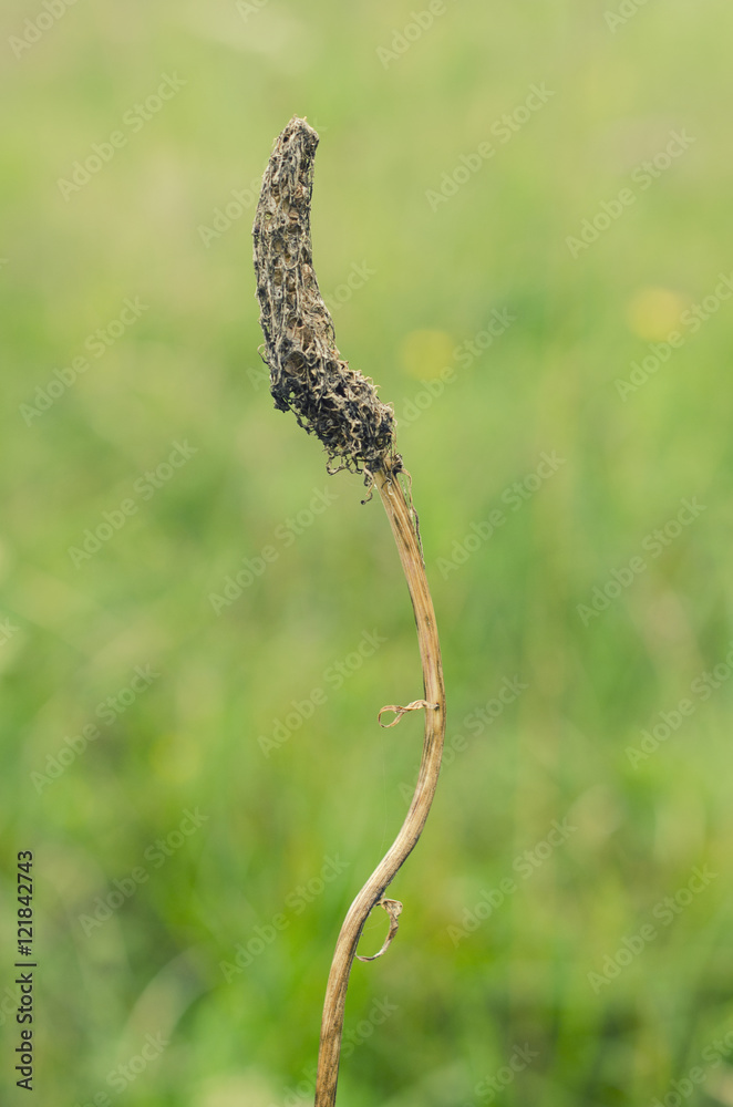 withered plant macro