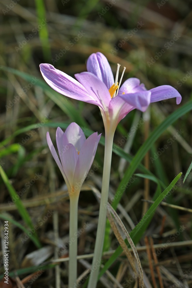 Fototapeta premium Blühende Herbstzeitlose (Colchicum autumnale)