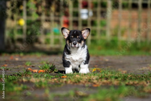 adorable corgi puppy standing outdoors © otsphoto