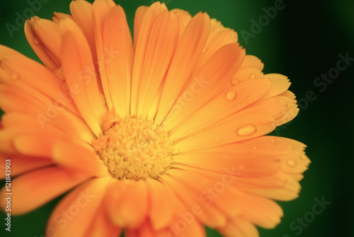 Calendula flower