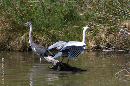 H  ron cendr   en Camargue - Pont de Gau