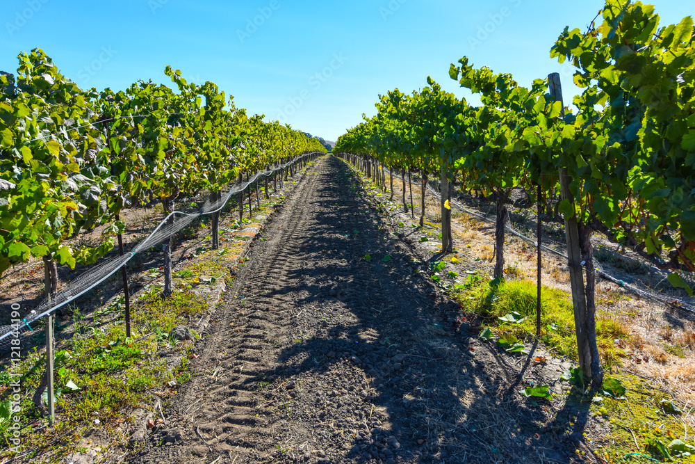 Obraz premium Napa Valley Vineyard