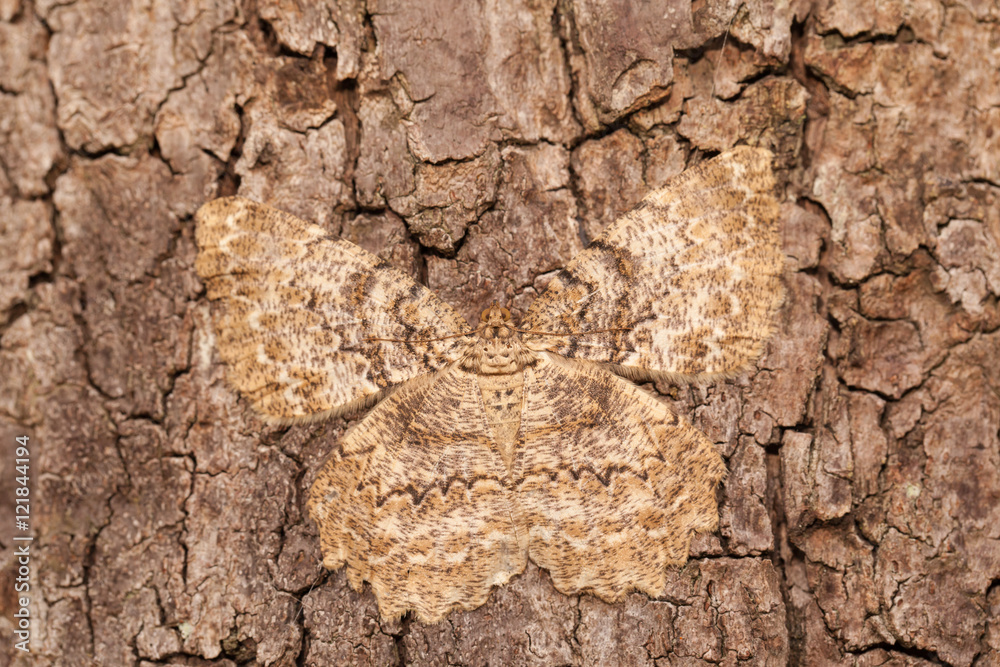Naklejka premium Moth kamuflaż na drewnianej korze