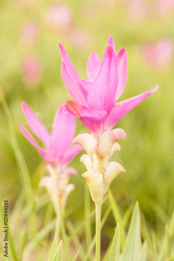 Siam tulip flower blossom in rainny season Siam tulip flower blossom in rainny season