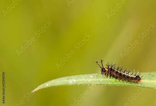 Caterpillar close up © lirtlon