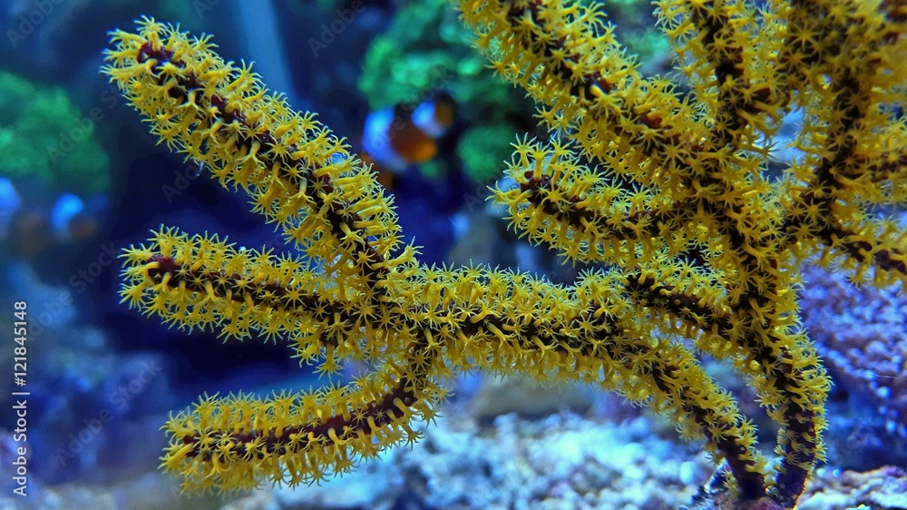Yellow Polyp Coral Stock Photo Adobe Stock