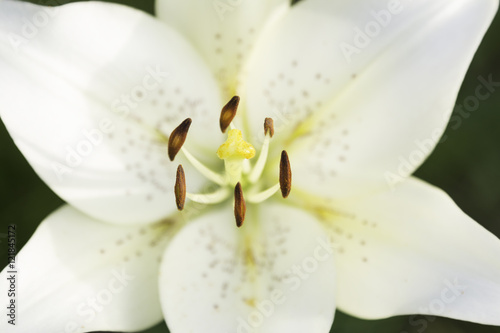 Beautiful white lilies blossomed - of green background