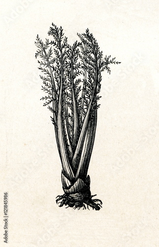 Fototapeta Bleached cardoon (Cynara cardunculus) stalks (from Meyers Lexikon, 1895, 7/288/2