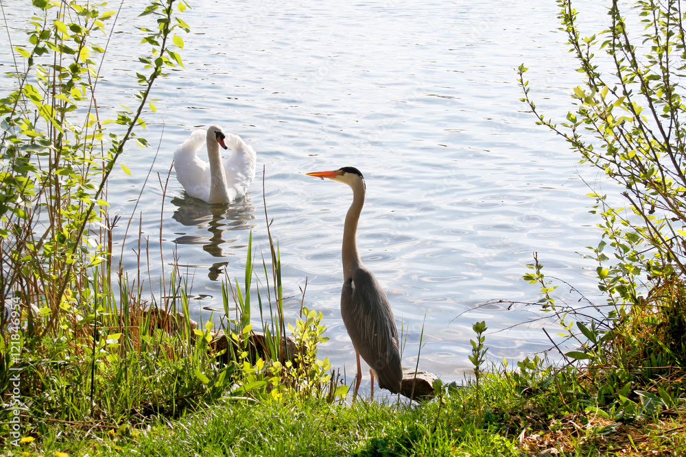 Obraz premium Graureiher an der Alten Donau