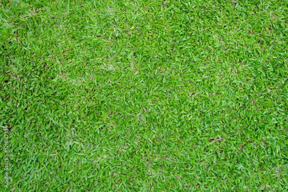 Fototapeta premium Green grass lawn field in top view for background